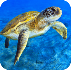 Green Sea Turtle